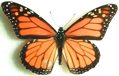 Butterfly Visit 